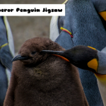 Emperor Penguin Jigsaw